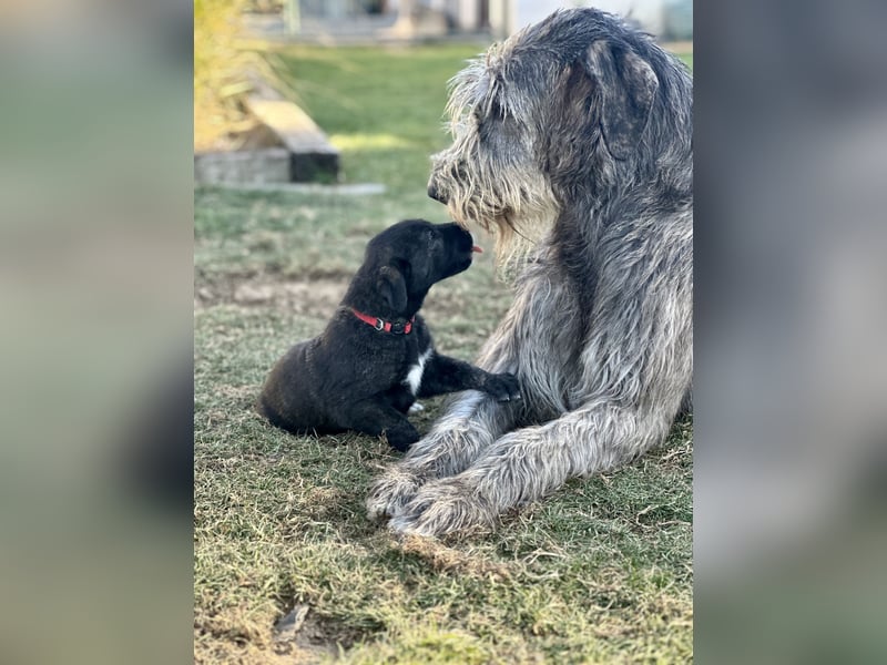 Irish wolfhound