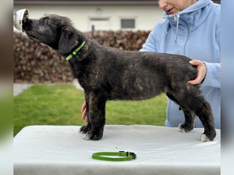 Irish wolfhound