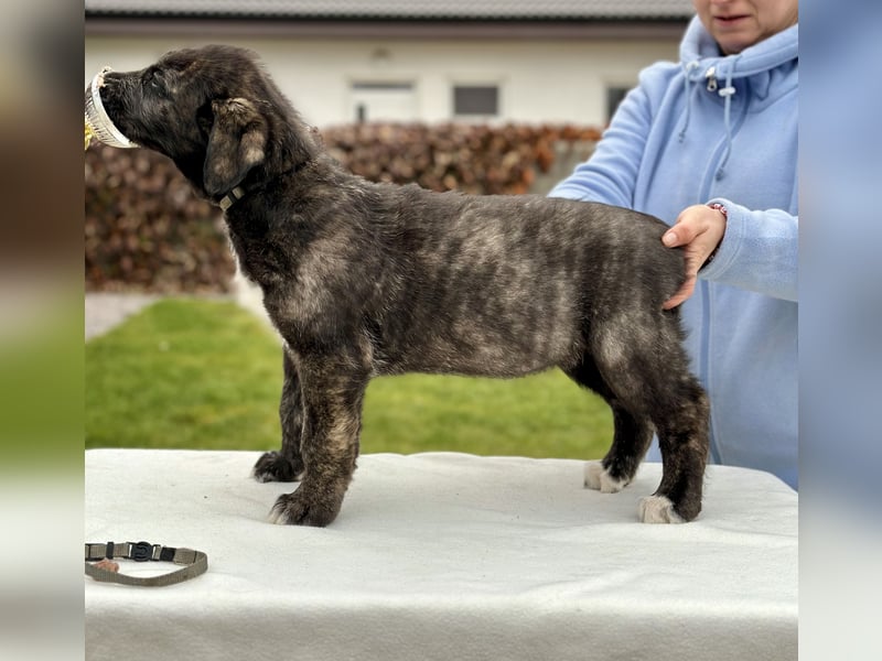 Irish wolfhound