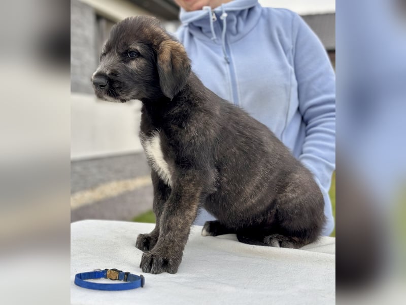 Irish wolfhound