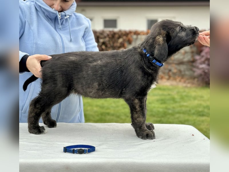Irish wolfhound