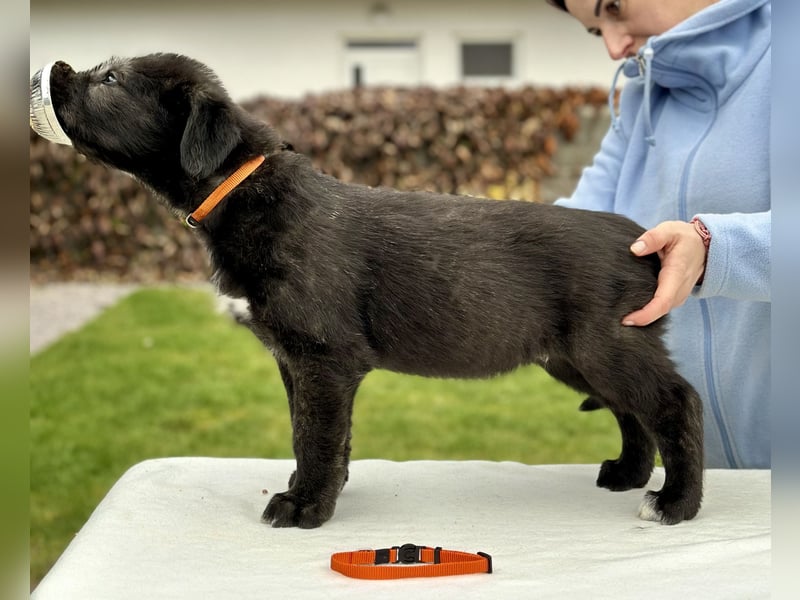 Irish wolfhound