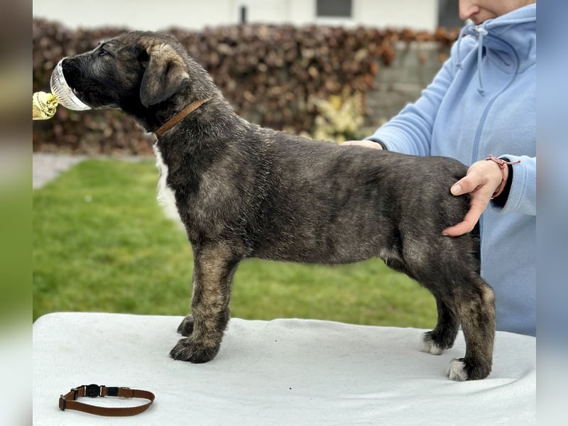 Irish wolfhound