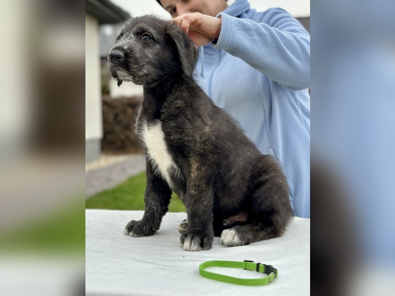 Irish wolfhound