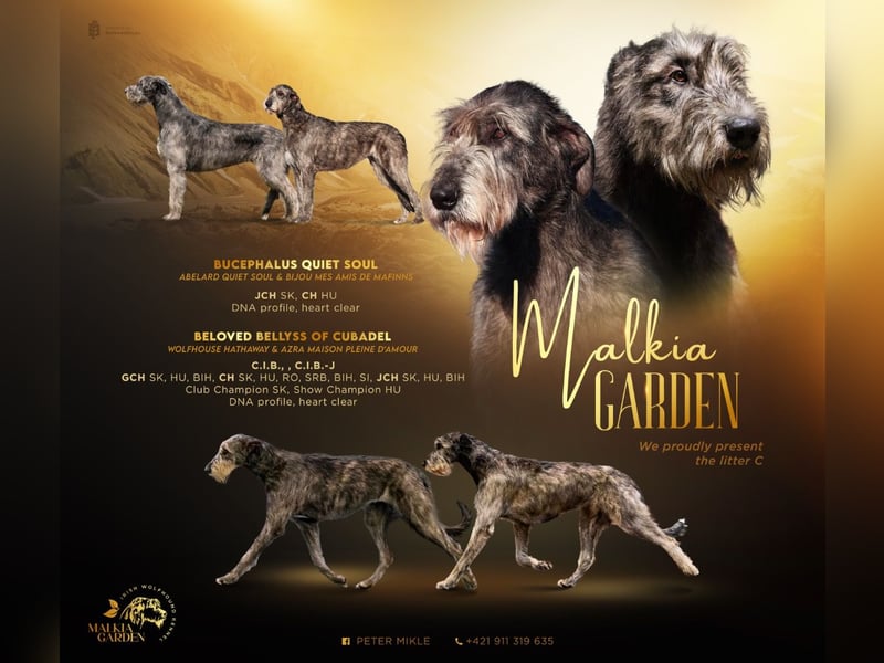Irish wolfhound