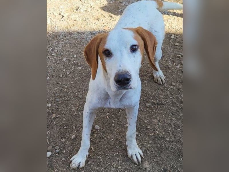 Bracken-Bub ♥Tilly♥ wahrer Sonnenschein