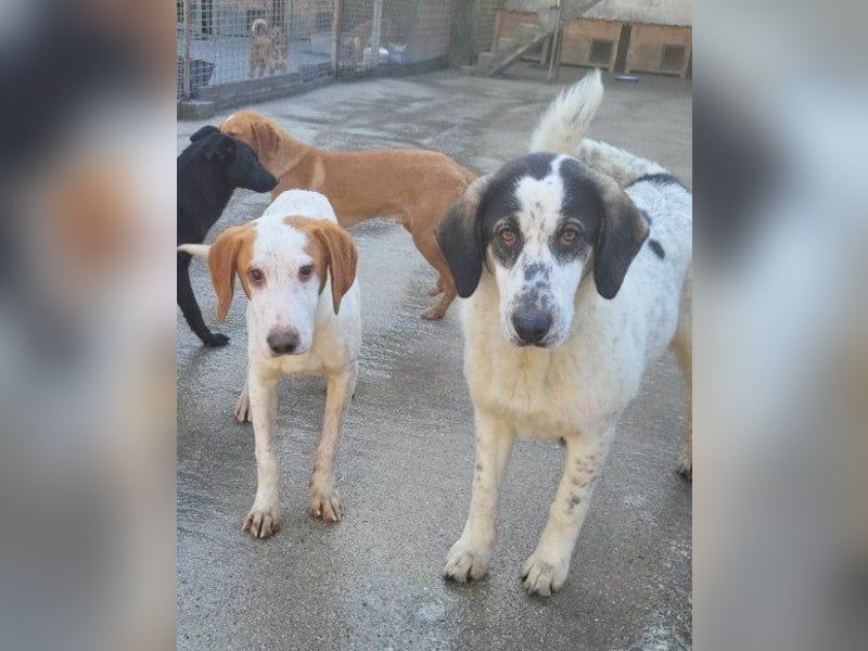 Bracken-Bub ♥Tilly♥ wahrer Sonnenschein