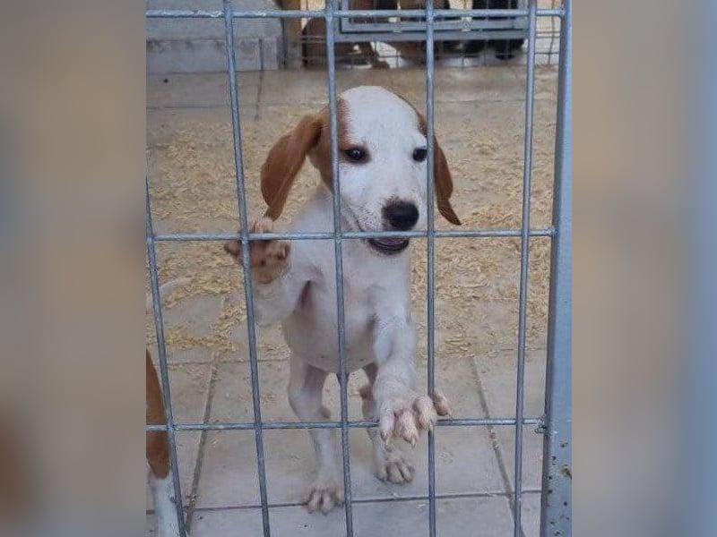 Bracken-Bub ♥Tilly♥ wahrer Sonnenschein