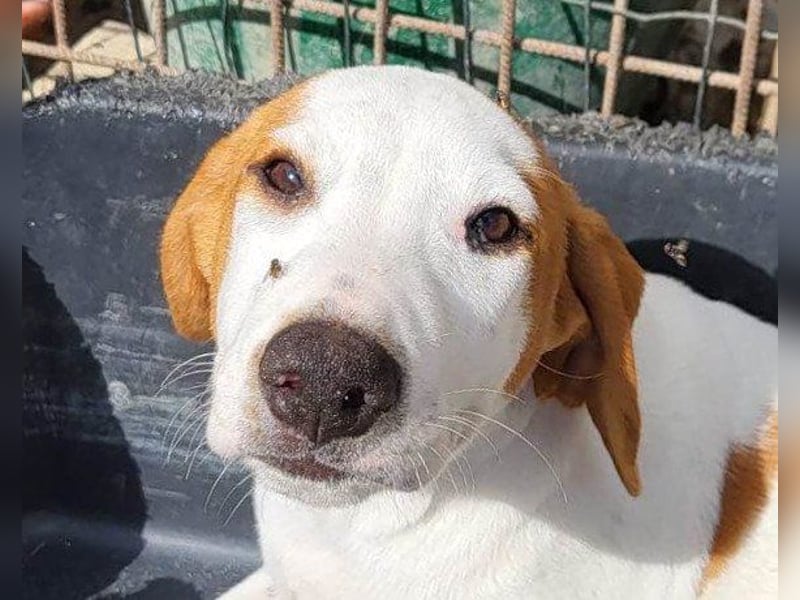 Bracken-Bub ♥Tilly♥ ein wahrer Sonnenschein sucht seine PS oder ES