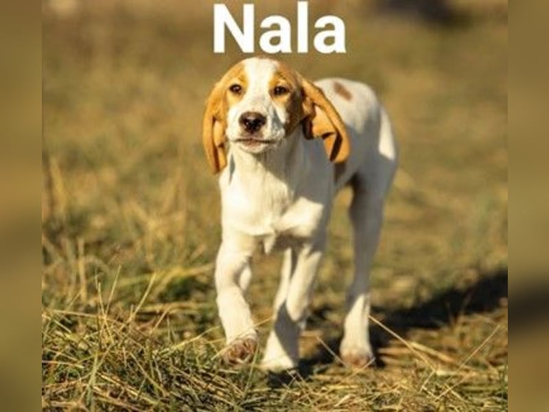 Nala - aktive Leute sind gefragt!