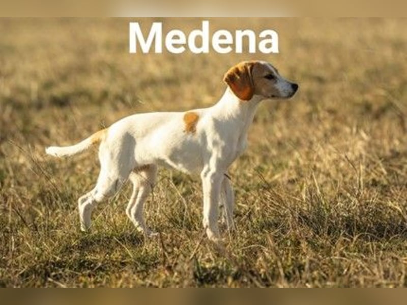 Medena - wer zeigt ihr das Hundeleben?
