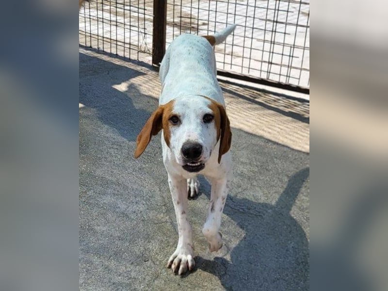 Bracken-Bub Tilly ein wahrer Sonnenschein