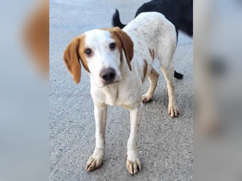 Bracken-Bub Tilly ein wahrer Sonnenschein