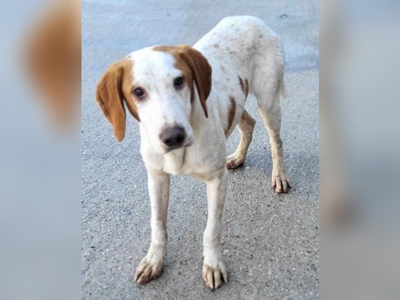 Bracken-Bub Tilly ein wahrer Sonnenschein