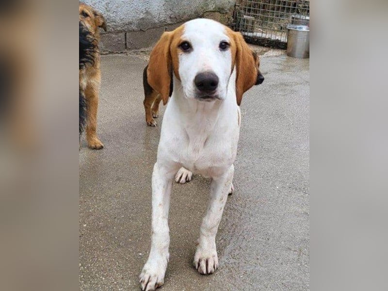 Bracken-Bub Tilly | wahrer Sonnenschein