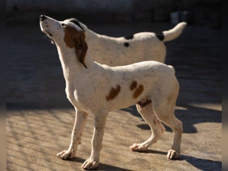 Bracken-Bub Tilly ein wahrer Sonnenschein