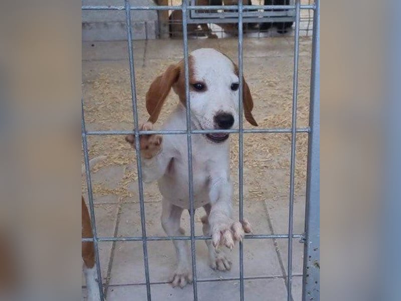 Bracken-Bub Tilly ein wahrer Sonnenschein