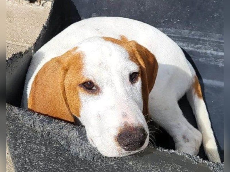 Bracken-Bub Tilly ein wahrer Sonnenschein