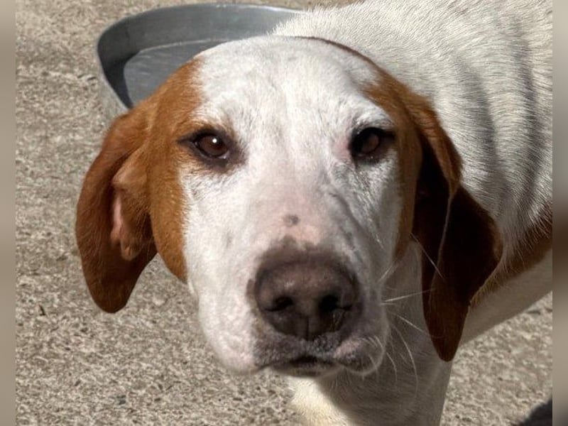 Bracken-Bub Tilly ein wahrer Sonnenschein