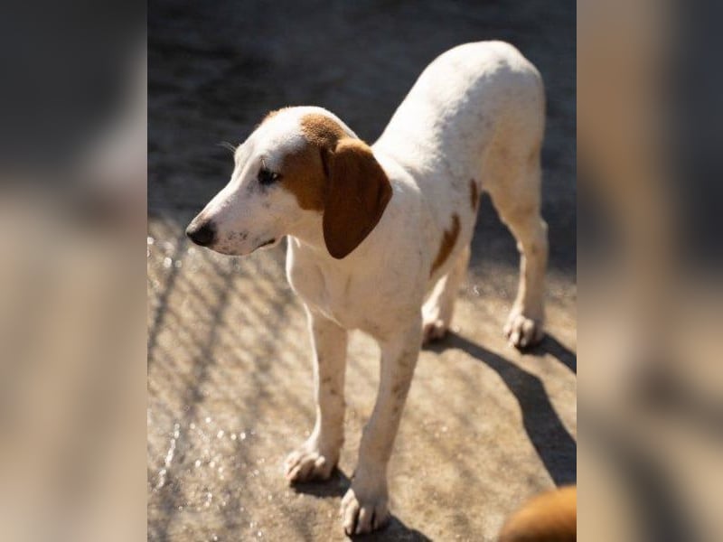 Bracken-Bub Tilly ein wahrer Sonnenschein