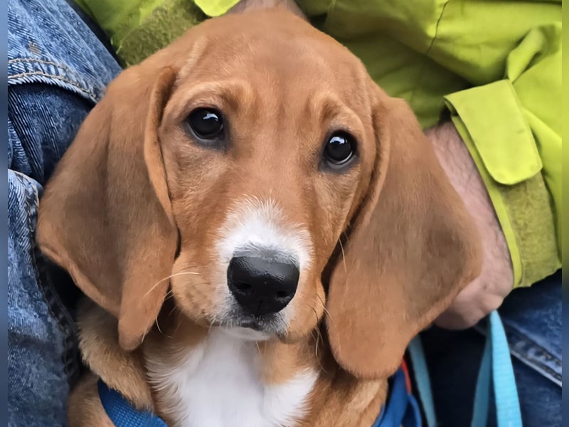 Nala piccola. einfach nur Zucker