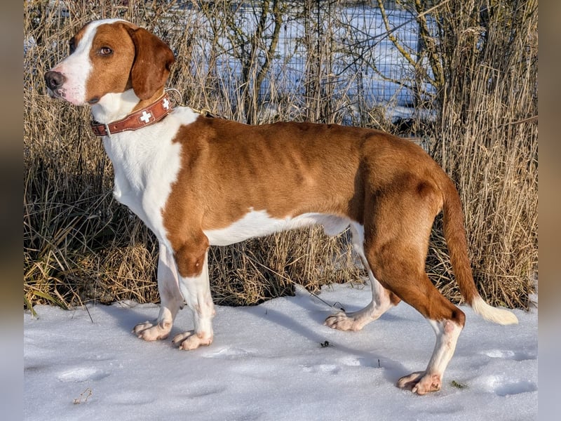 Istrianer Bracke Gustl sucht ein schönes Zuhause