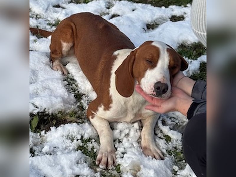 Istrianer Bracke Gustl sucht ein schönes Zuhause