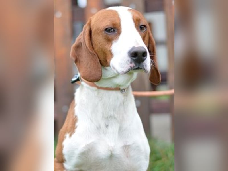 Istrianer Bracke Gustl sucht ein schönes Zuhause