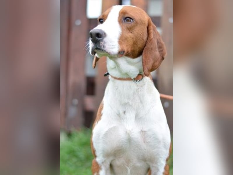 Istrianer Bracke Gustl sucht ein schönes Zuhause