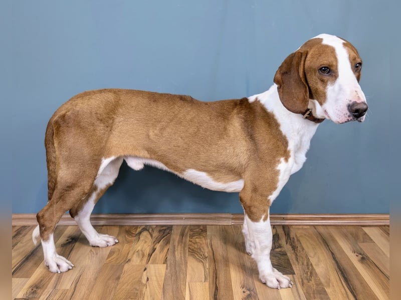 Istrianer Bracke Gustl sucht ein schönes Zuhause