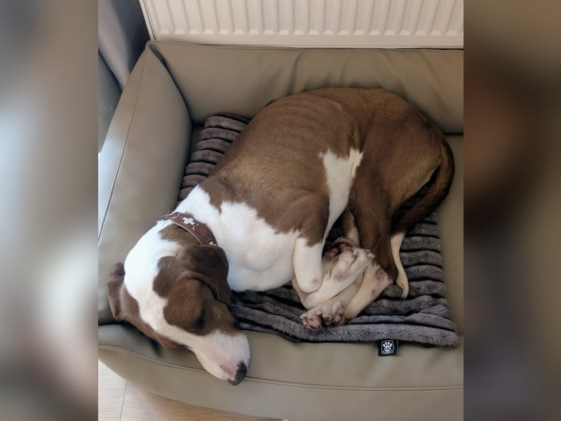 Istrianer Bracke Gustl sucht ein schönes Zuhause