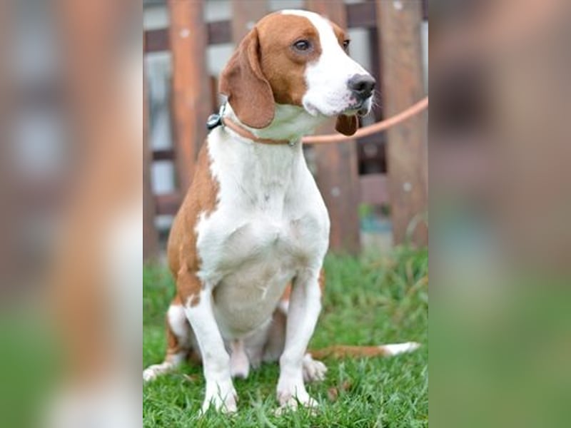 Istrianer Bracke Gustl sucht ein schönes Zuhause