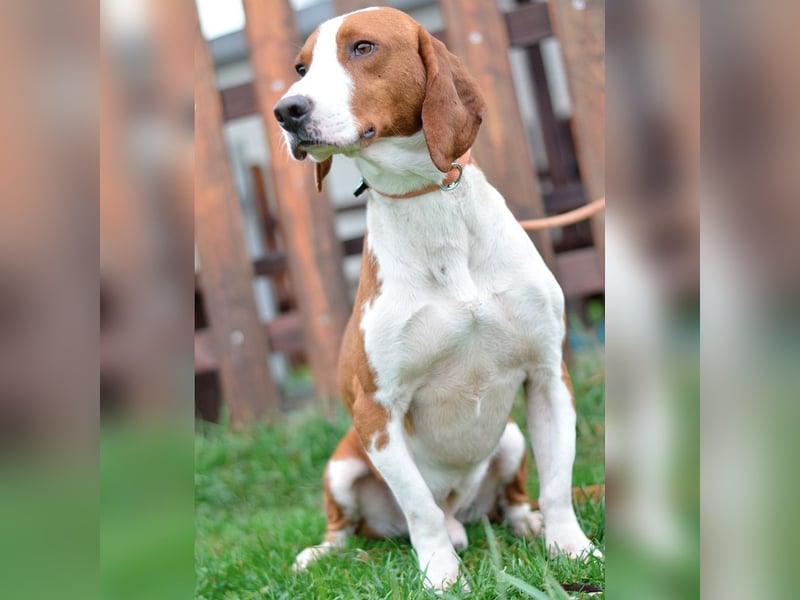 Istrianer Bracke Gustl sucht ein schönes Zuhause