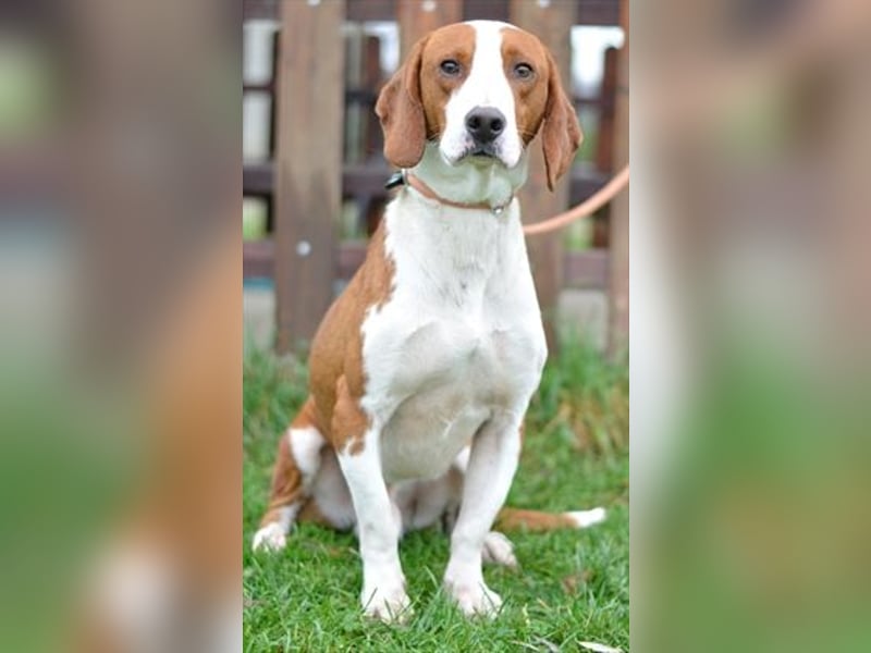 Istrianer Bracke Gustl sucht ein schönes Zuhause