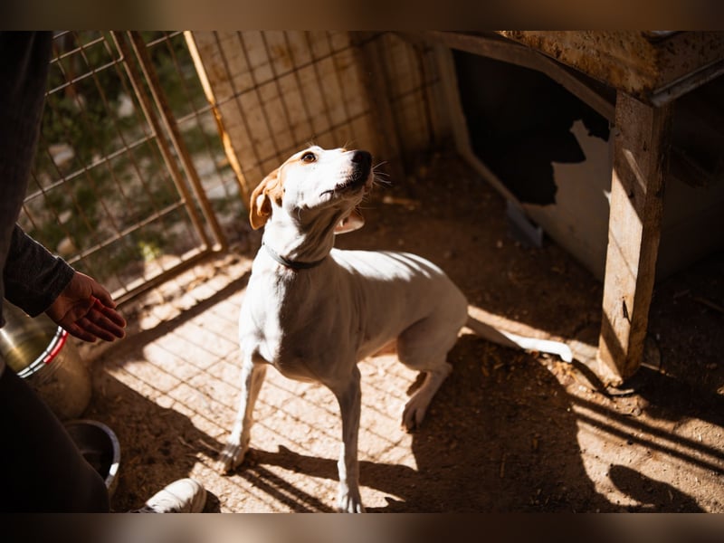 Kenny ❤️ aktive, aufgeschlossene Istrianer Bracke