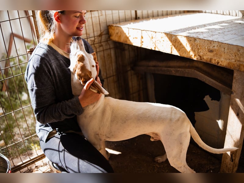 Kenny ❤️ aktive, aufgeschlossene Istrianer Bracke