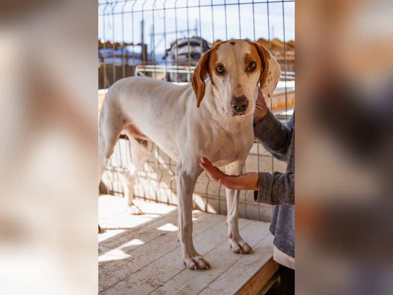 Kenny ❤️ aktive, aufgeschlossene Istrianer Bracke