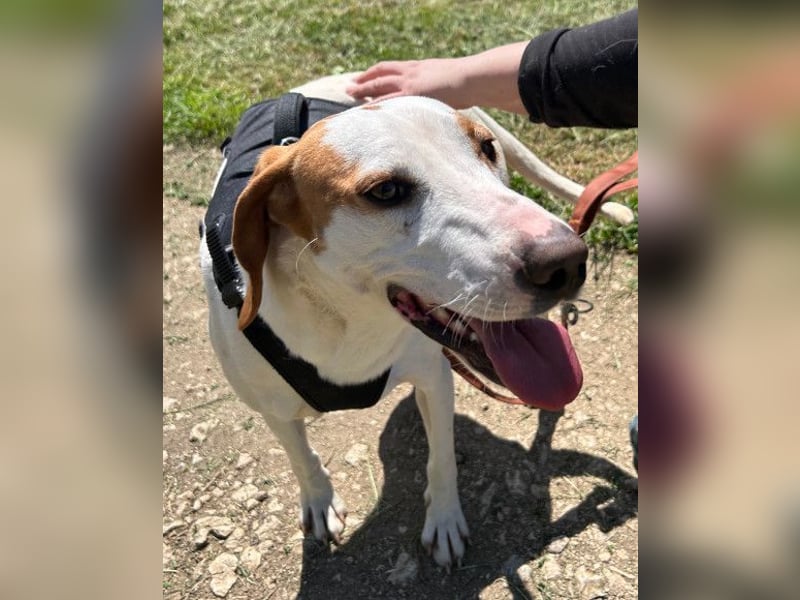 Kenny ❤️ aktive, aufgeschlossene Istrianer Bracke