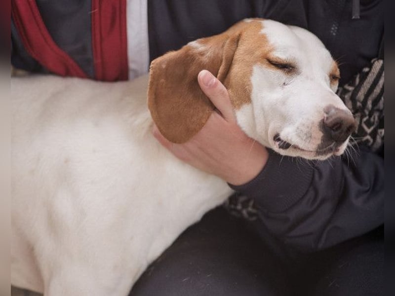 Kenny ❤️ aktive, aufgeschlossene Istrianer Bracke