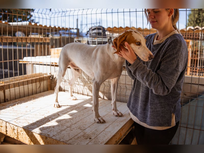 Kenny ❤️ aktive, aufgeschlossene Istrianer Bracke