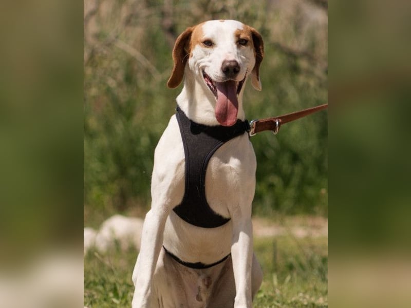 Kenny ❤️ aktive, aufgeschlossene Istrianer Bracke