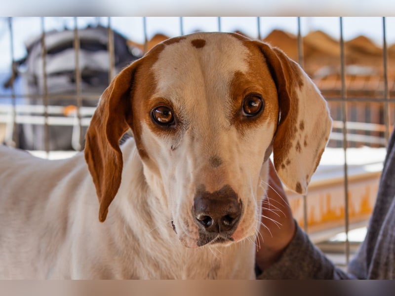 Kenny ❤️ aktive, aufgeschlossene Istrianer Bracke