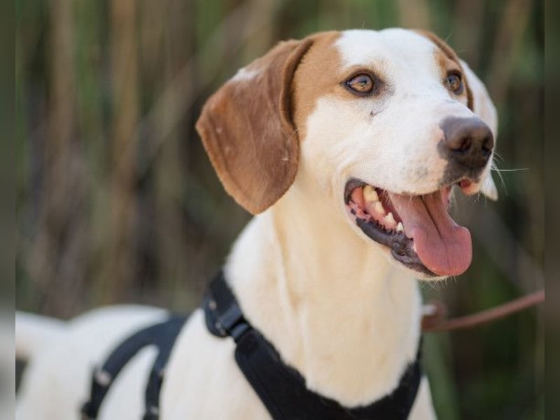 Kenny ❤️ aktive, aufgeschlossene Istrianer Bracke