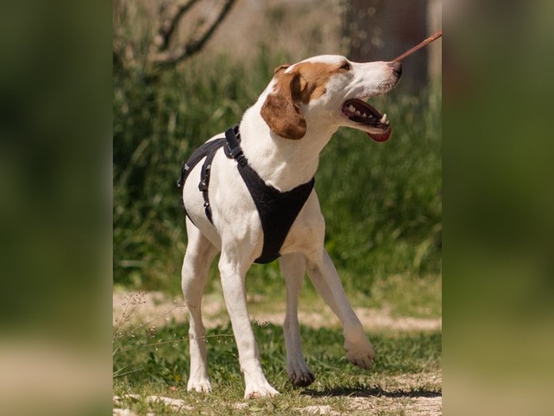 Kenny ❤️ aktive, aufgeschlossene Istrianer Bracke