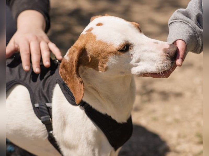 Kenny ❤️ aktive, aufgeschlossene Istrianer Bracke
