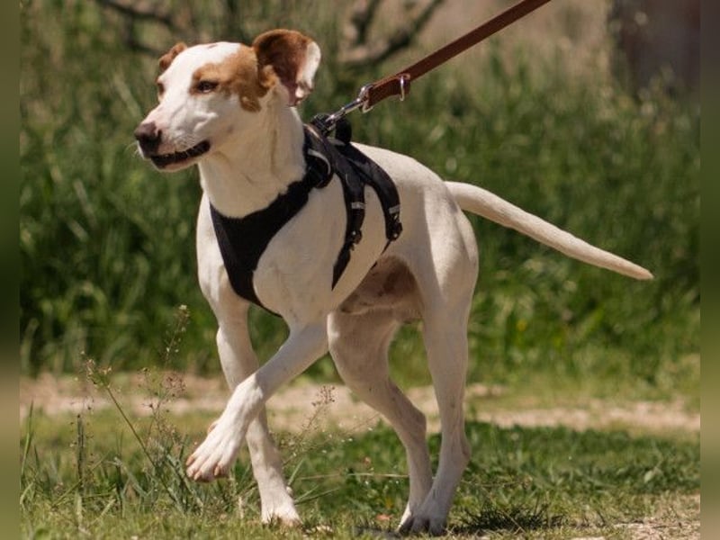 Kenny ❤️ aktive, aufgeschlossene Istrianer Bracke