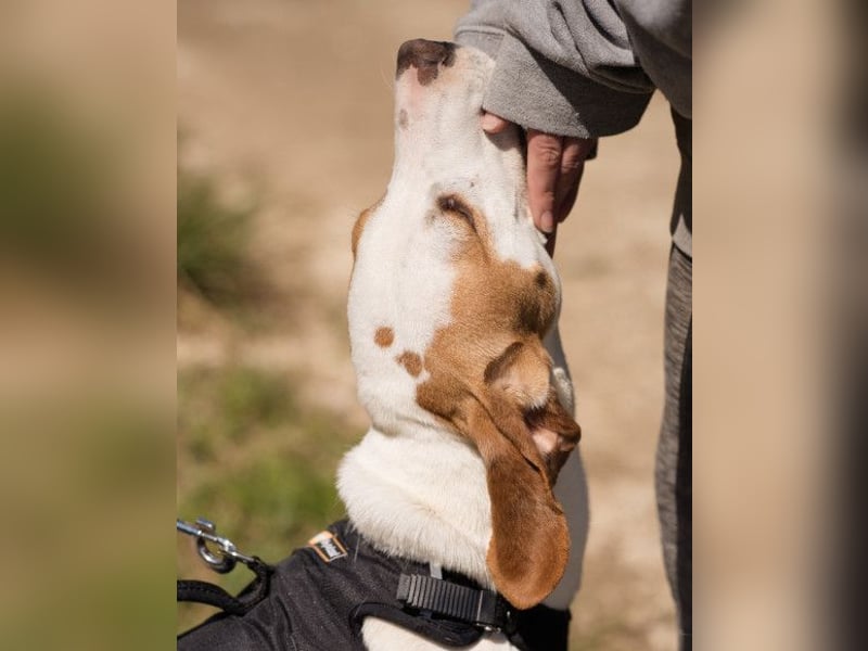 Kenny ❤️ aktive, aufgeschlossene Istrianer Bracke