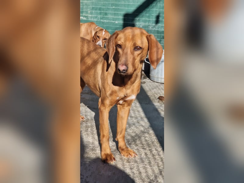 liebe Bracken Mischlings-Hündin Nola sucht ihre Menschen