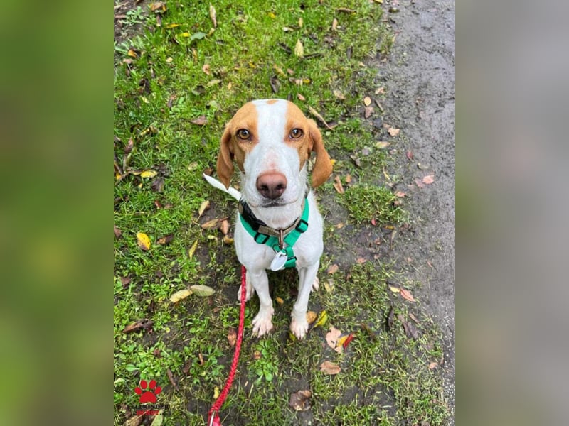 Jure Brackenmischling Mischling Rüde sucht Zuhause für immer