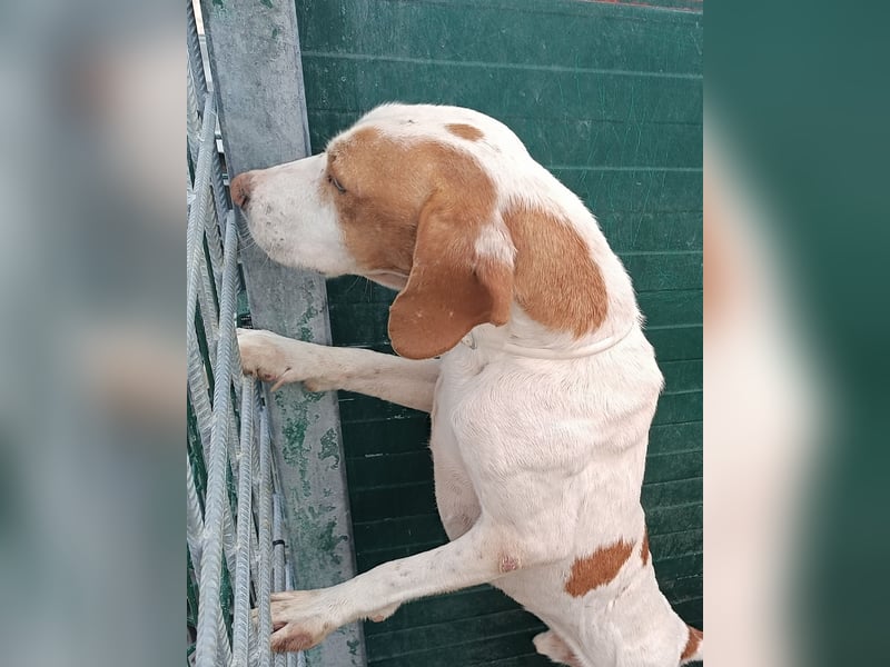 Istrische Bracke Baksi sucht ein liebes Zuhause